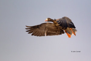 Anser-albifrons;Blue-Sky;Flying-Bird;Greater-White-fronted-Goose;Photography;Wat